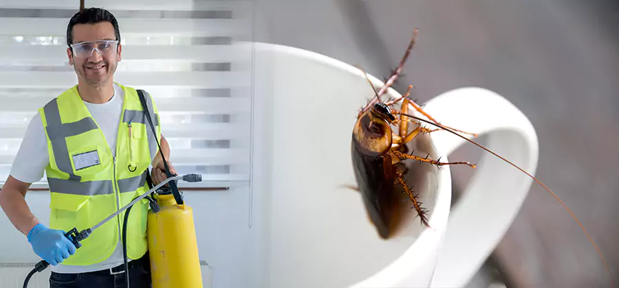 German Roach Infestation Treatment Sterling