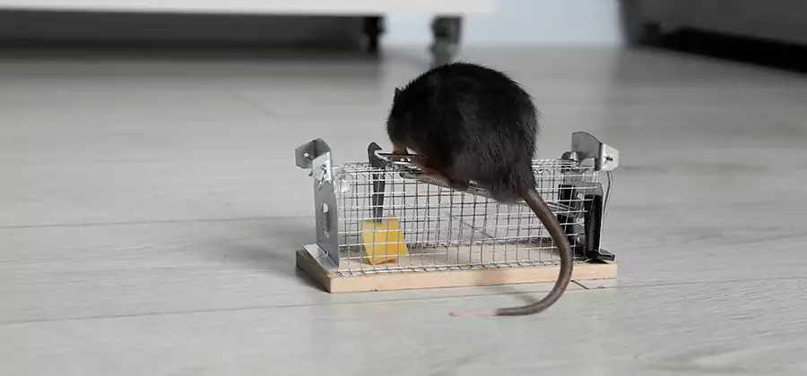 Mice in Attic Removal Sterling