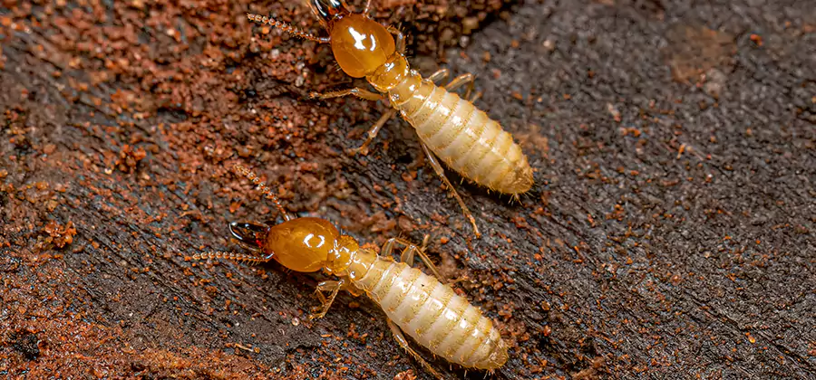 Structural Heat Termite Treatment in Sterling