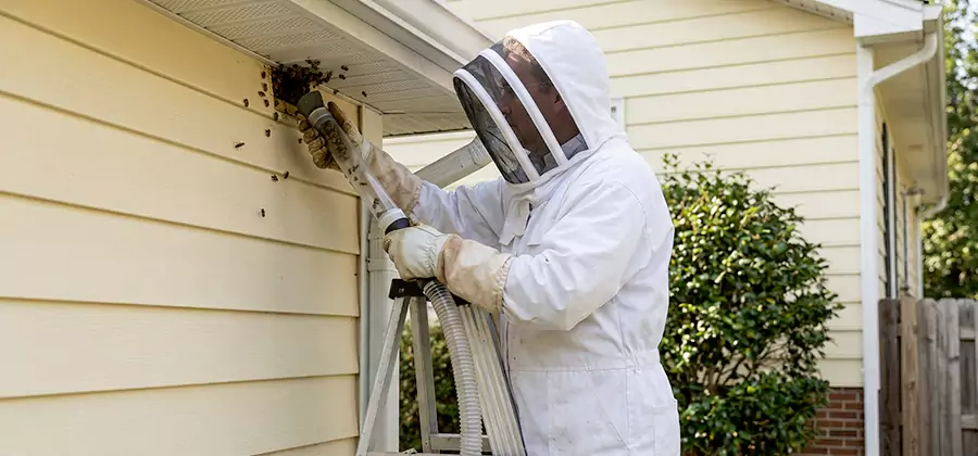 Wasp Nest in Wall Removal in Sterling