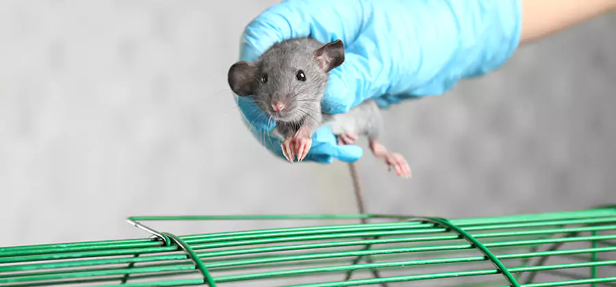 Humane Rat Trapping in Sterling