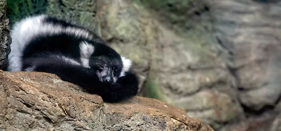 Humane Skunk Removal in Sterling
