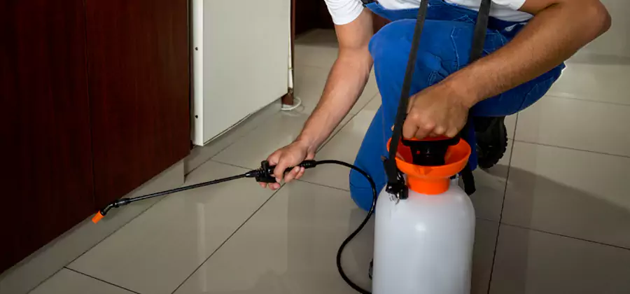 Indoor Insect Killer Solutions in Sterling