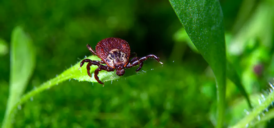 Tick Prevention for Yard in Sterling