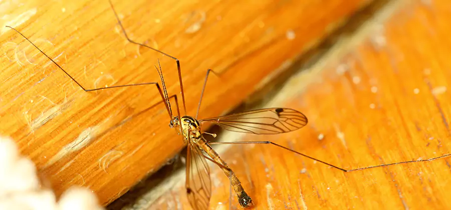 Exterior Mosquito Control in Sterling