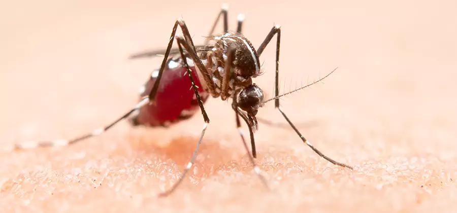 Indoor Mosquito Killer and Interior Control in Sterling