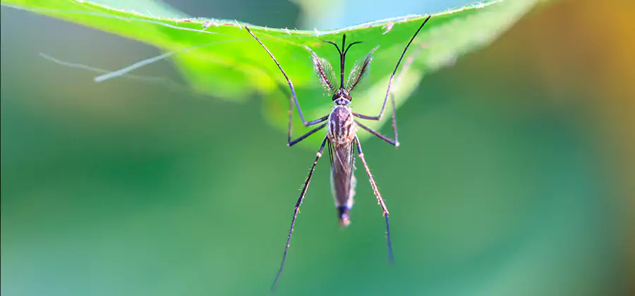 Pest and Mosquito Control for Yard and Patio in Sterling