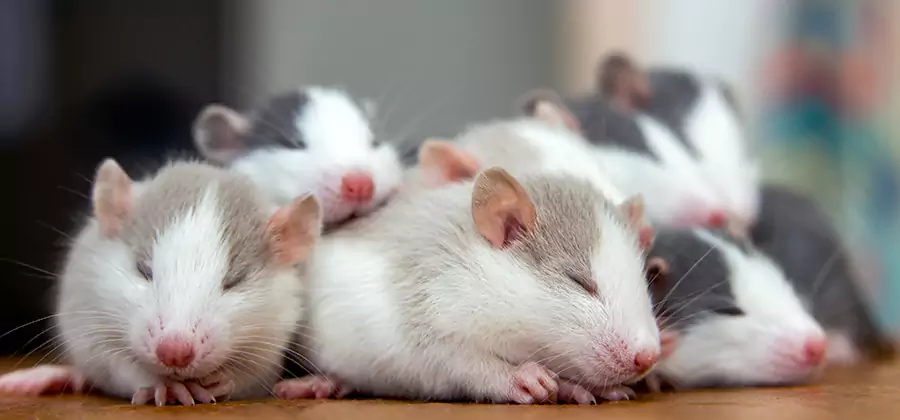 Sterling Pet Safe Mice Control