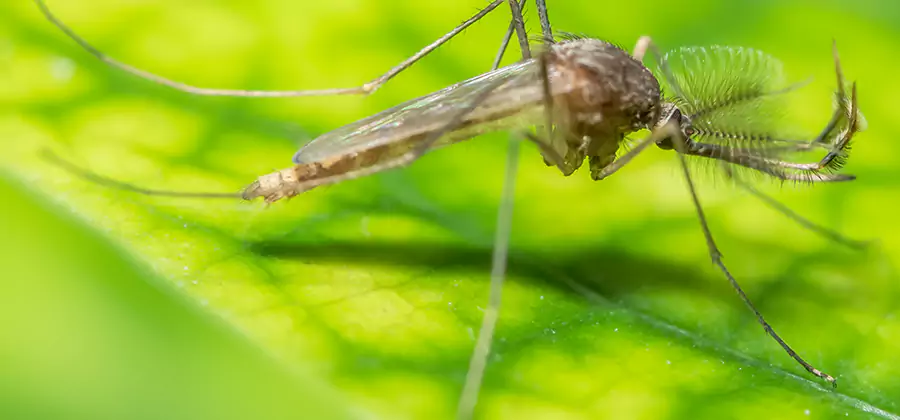 Herbal Mosquito Repellent Treatment in Sterling