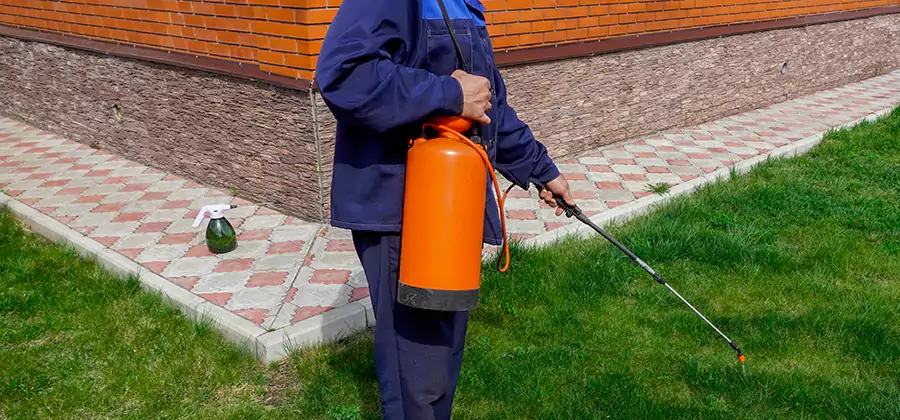 Non Toxic Termite Treatment in Sterling