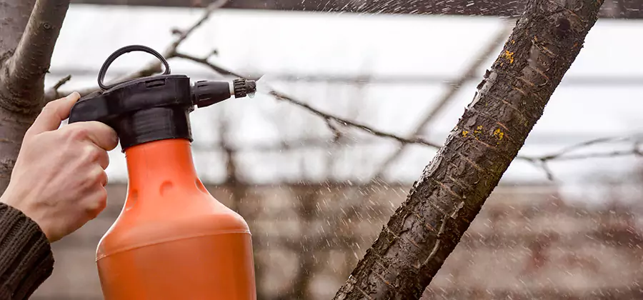 Orange Oil Structural Cavity Treatment in Sterling