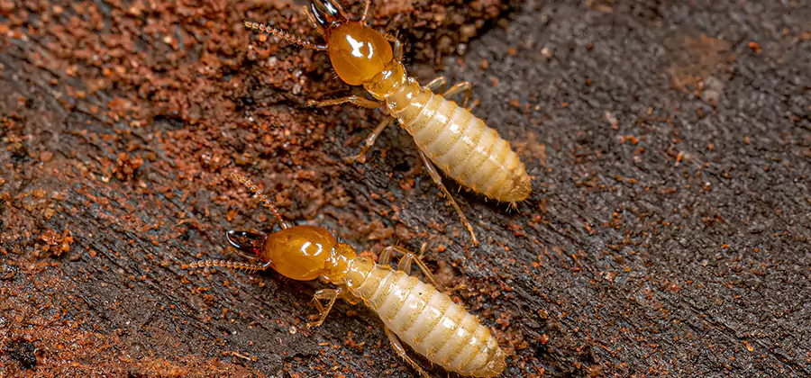 Natural Ant Hill Killer Treatment in Sterling