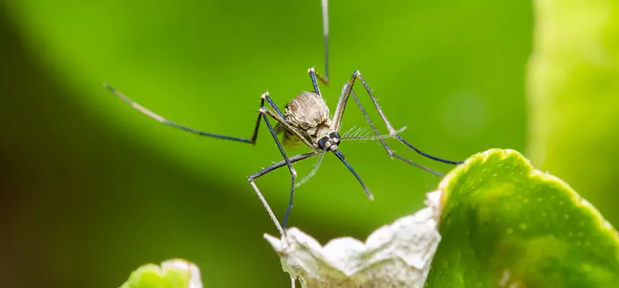 Natural Outdoor Mosquito Repellent in Sterling