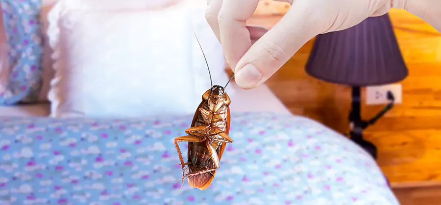 Bed Bug Inspection in Sterling