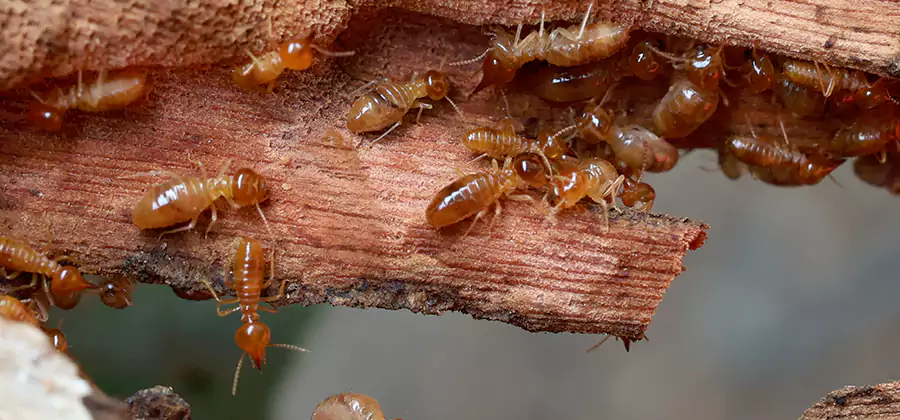 Termite Pest Management in Sterling