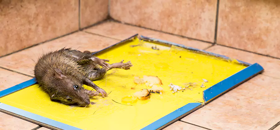 Rat Trapping Service In Sterling