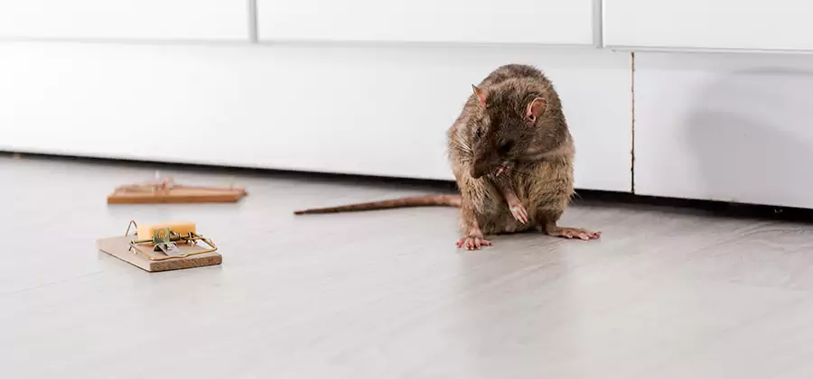 Rat Baiting Removal Service in Sterling
