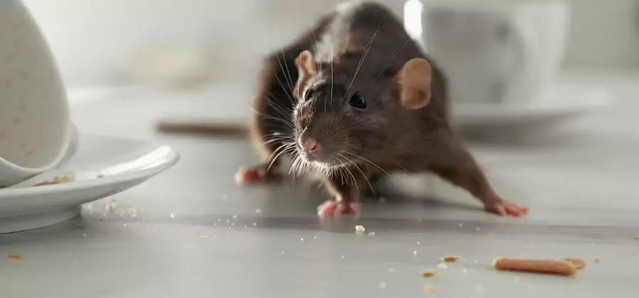 Attic Rat Exclusion Service in Sterling