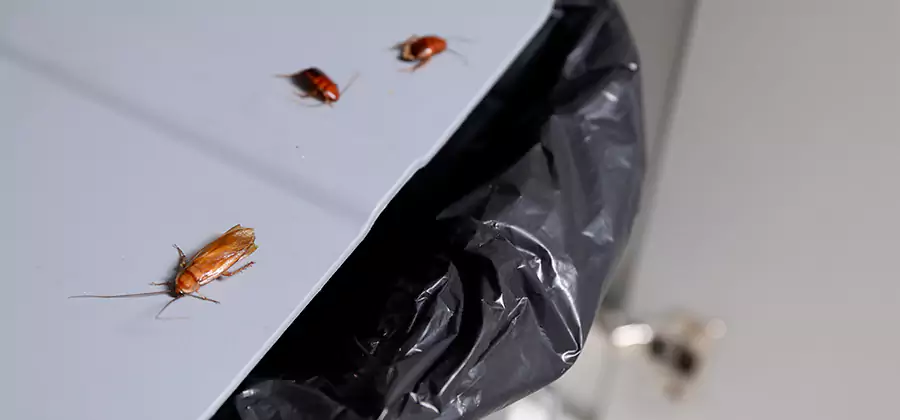German Roach Pest Control in Sterling
