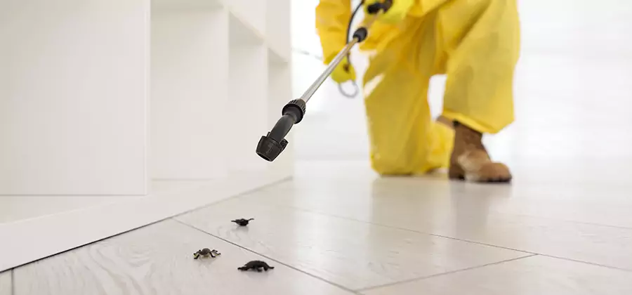 Roach and Bed Bug Exterminator in Sterling