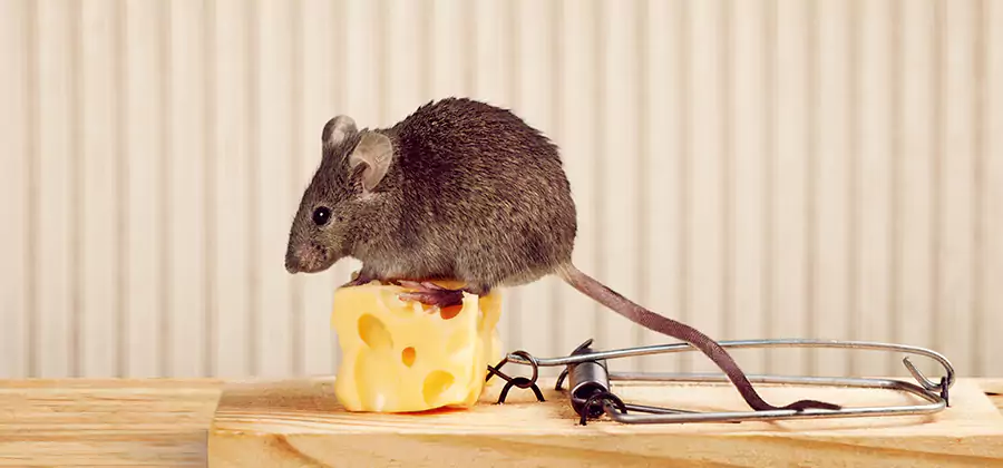 Commercial Rodent Exclusion Services in Sterling