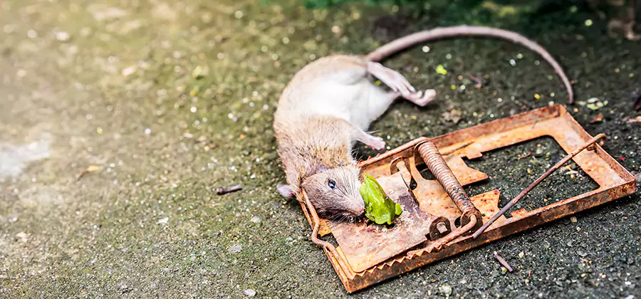 Rat Trapping in Sterling