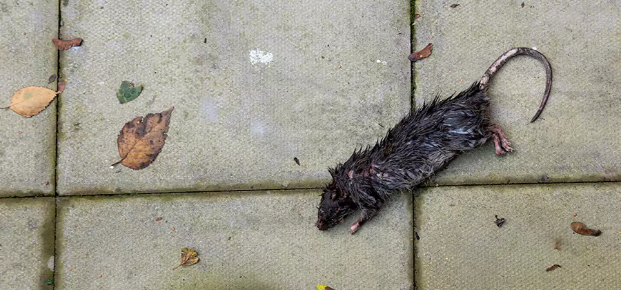 Rodent inspection service in Sterling