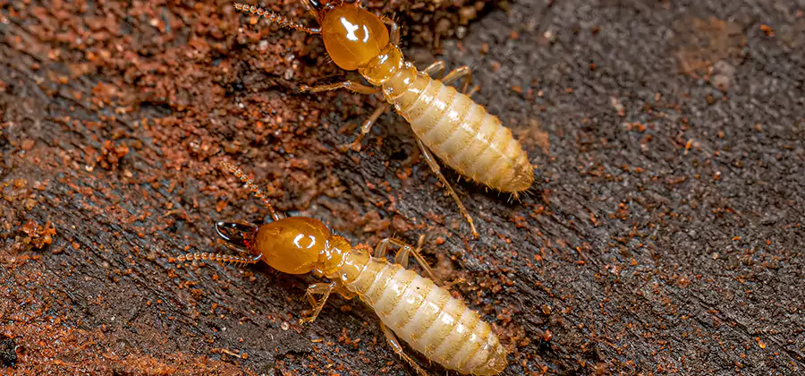 Sentricon Residential Termite Control in Sterling