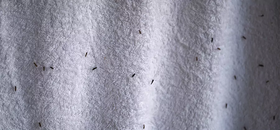 Small Black Ants in Bathroom Treatment in Sterling