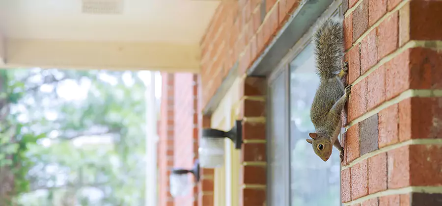 Squirrel Inside Walls Removal in Sterling