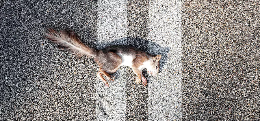 Dead Squirrel Removal in Sterling