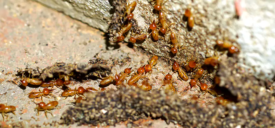 Wood Treatment and Localized Termite Solutions in Sterling