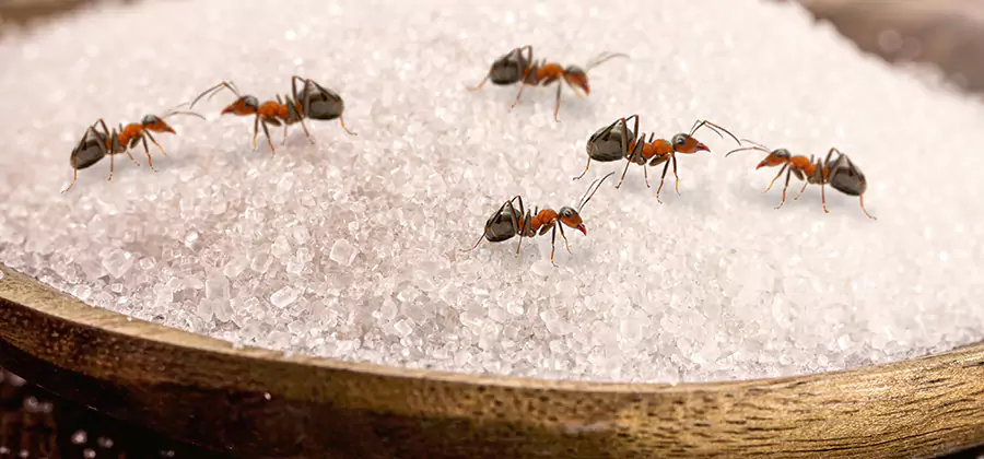 Indoor Sugar Ant Treatment in Sterling