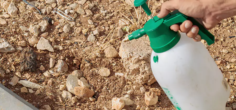 Heat Treatment Termite Cost in Sterling