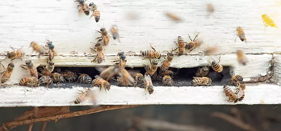 Residential Termite Fumigation in Sterling