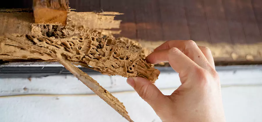 Pre-Purchase Termite Inspection in Sterling