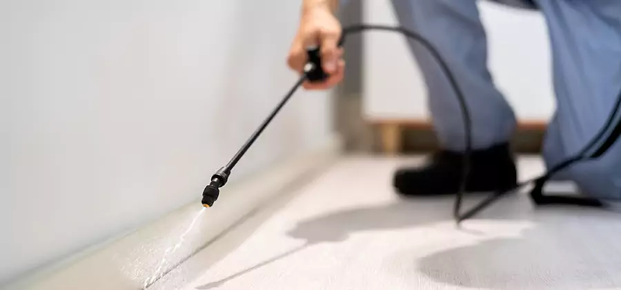 Direct Termite Injection Treatment in Sterling