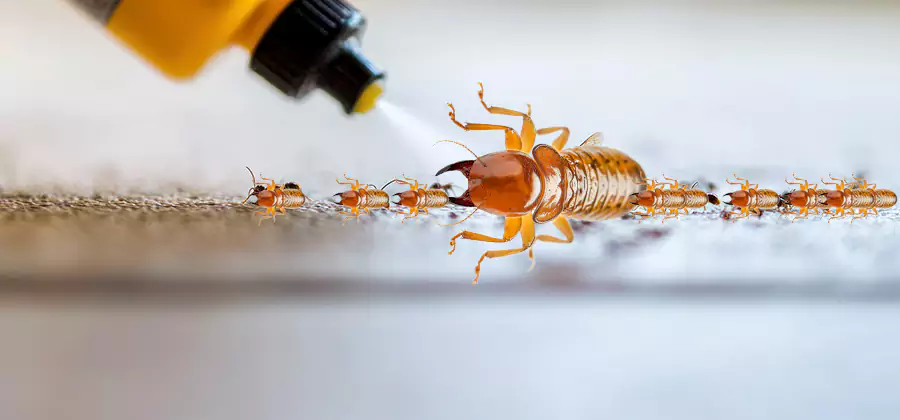Foundation Termite Spraying Control in Sterling