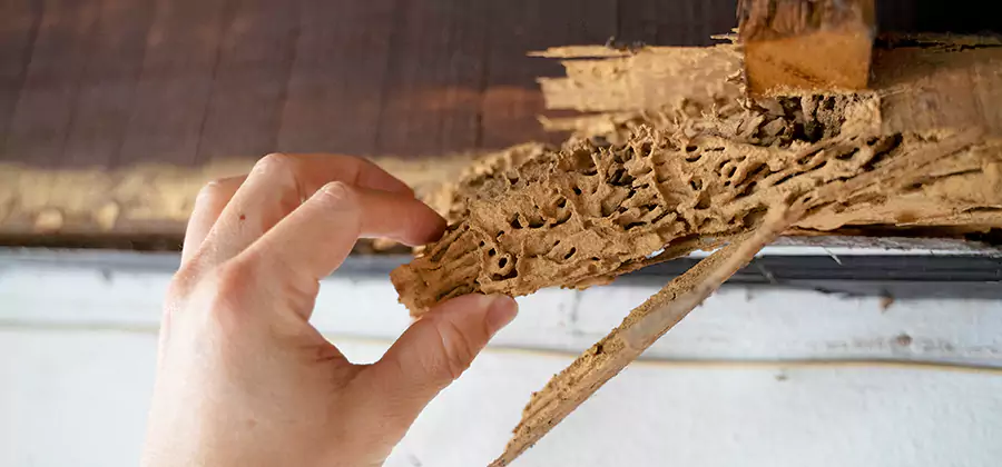 Pre-Construction Termite Treatment in Sterling