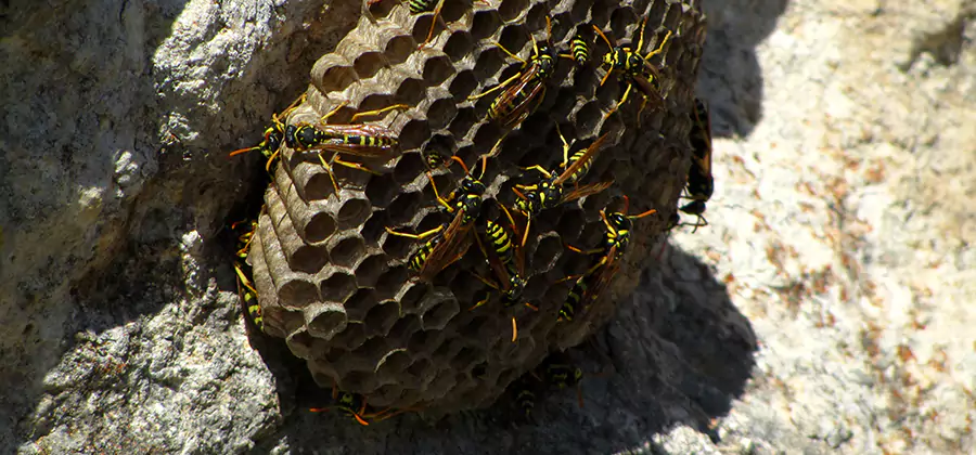 Wasp Nest in Tree Removal Sterling