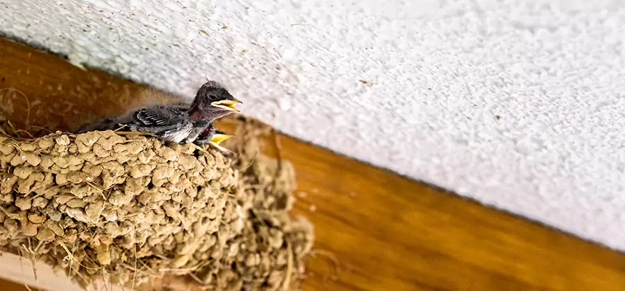 Bird Removal From House in Sterling
