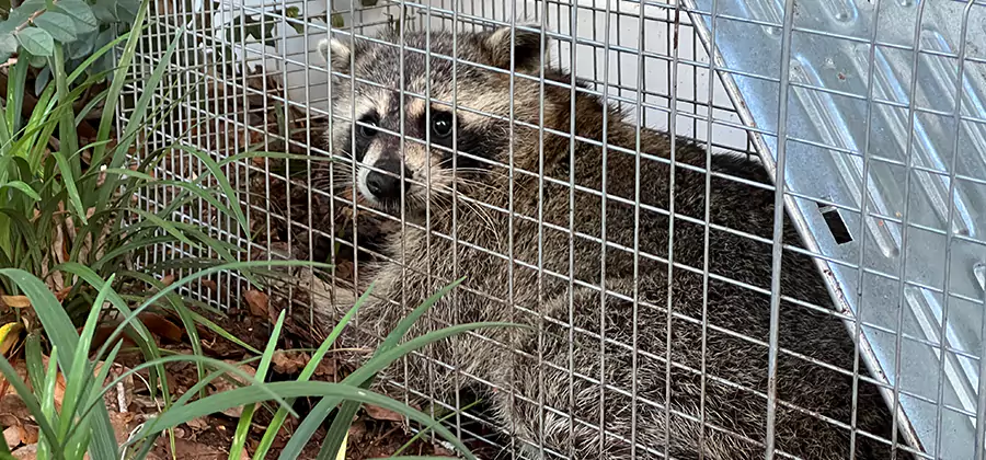 Wildlife Relocation Services in Sterling