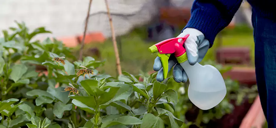 Yellow Jacket Pest Removal for Commercial Properties in Sterling