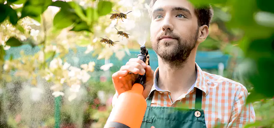 Yellow Jacket Wasp Removal in Sterling