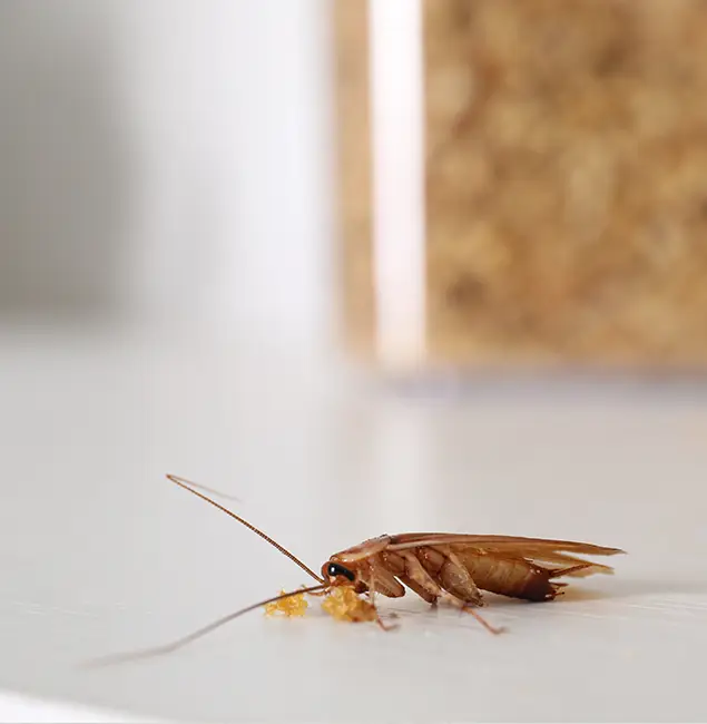 Why Sterling Pest Control Pro Stands Out in Sterling, VA?