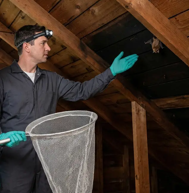 Why Sterling Pest Control Pro Is the Right Choice in Sterling, VA?