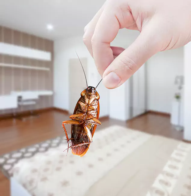 Why Sterling Pest Control Pro Stand Out for Bed Bug Fumigation in Sterling, VA?
