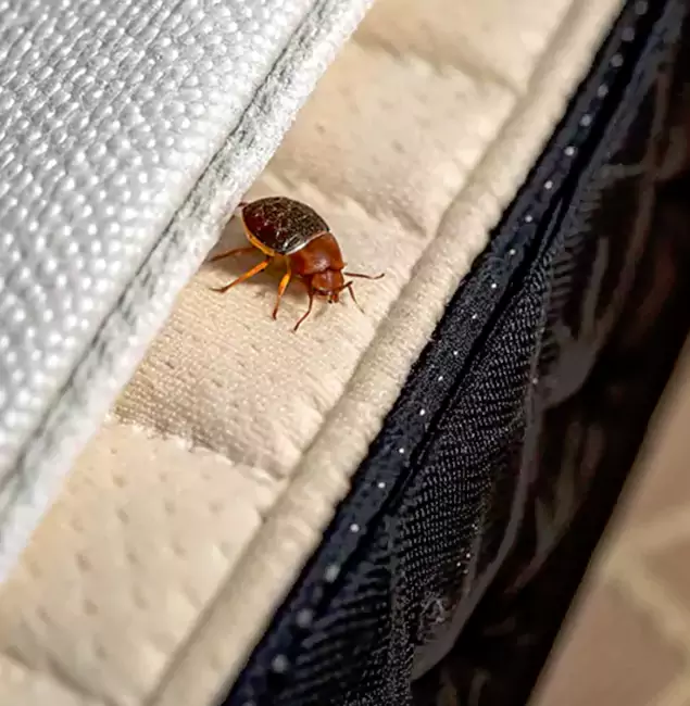 Why Choose Sterling Pest Control Pro for Bed Bug Treatment at Home in Sterling, VA?