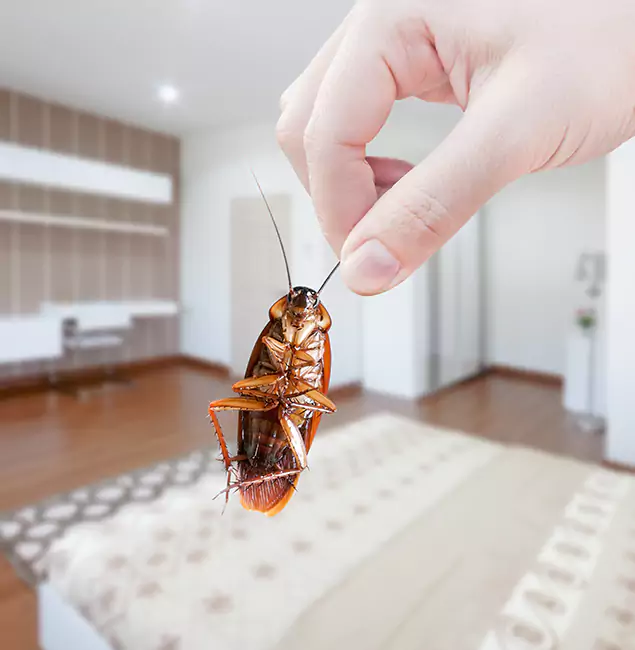 Why Sterling Pest Control Pro Stand Out For Bed Bug Inspection in Sterling, VA?