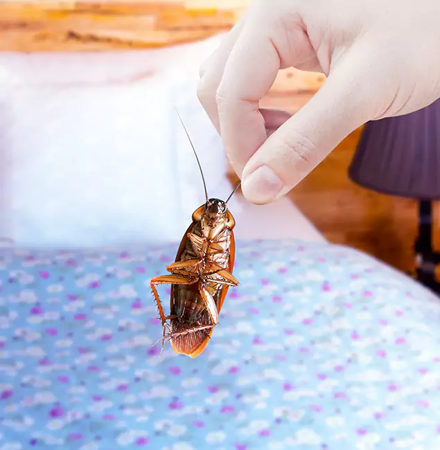 Why Choose Sterling Pest Control Pro for Bed Bug Treatment in Sterling, VA?